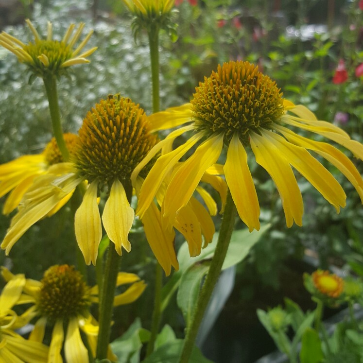 Coneflower Skipper Yellow in the GardenTags plant encyclopedia