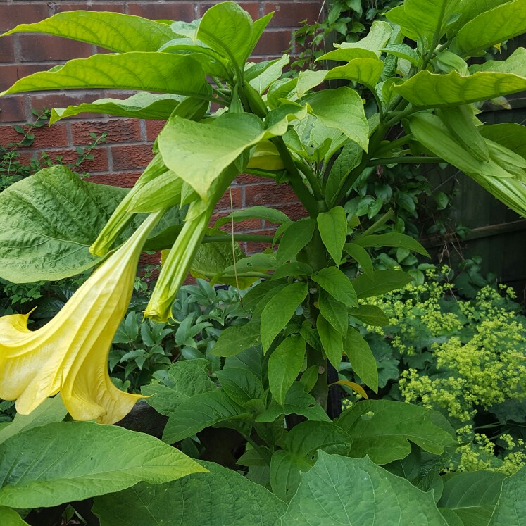 Angels Trumpet Charles Grimaldi in the GardenTags plant encyclopedia