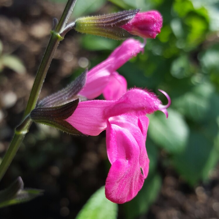 Salvia Neon in the GardenTags plant encyclopedia