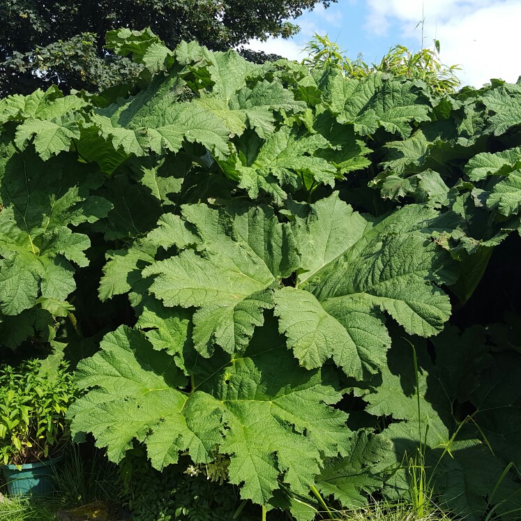 Gunnera magnifica in the GardenTags plant encyclopedia