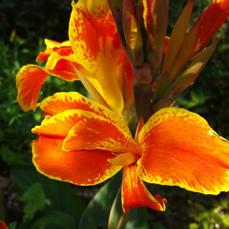 Canna Caribbean Sunset in the GardenTags plant encyclopedia