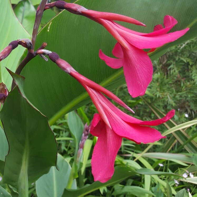 Canna (Species) Ehemanns Canna in the GardenTags plant encyclopedia