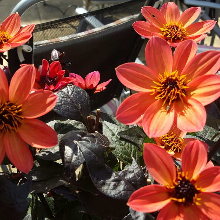 Dahlia Happy Days Neon (Bedding) in the GardenTags plant encyclopedia