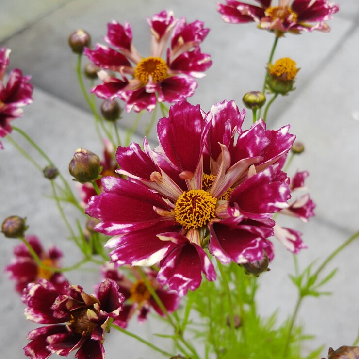 Tickseed Ruby Frost in the GardenTags plant encyclopedia