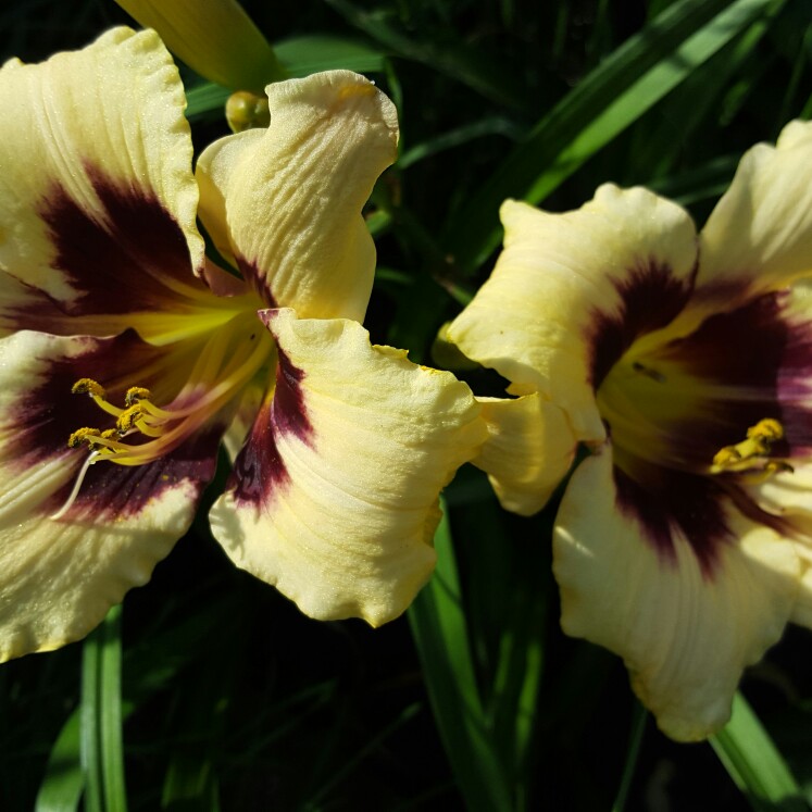 Daylily Canadian Border Control in the GardenTags plant encyclopedia