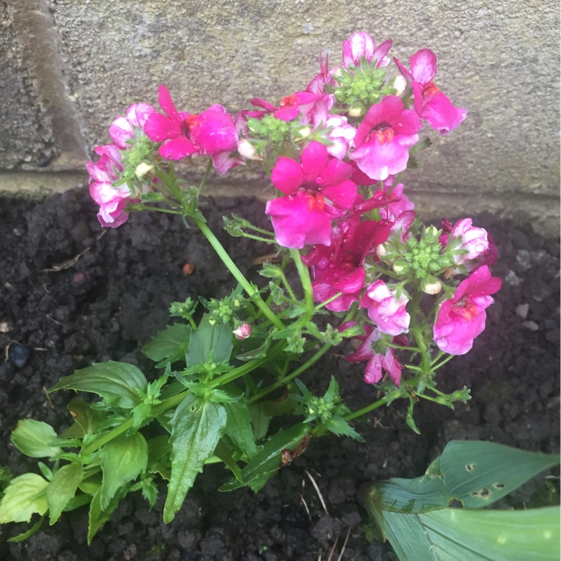 Nemesia Lyric Cherry in the GardenTags plant encyclopedia