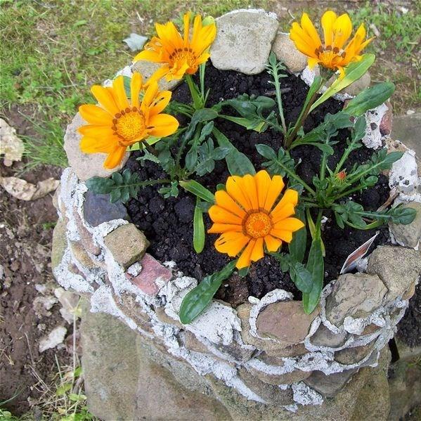 Treasure Flower Daybreak Bright Orange in the GardenTags plant encyclopedia