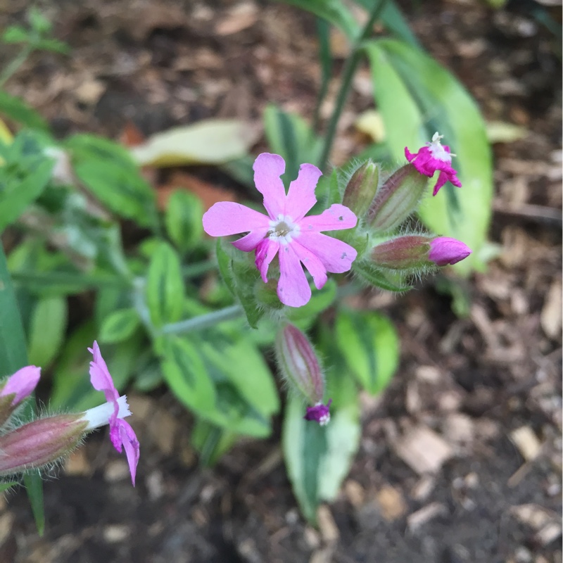 Red Campion Clifford Moor in the GardenTags plant encyclopedia