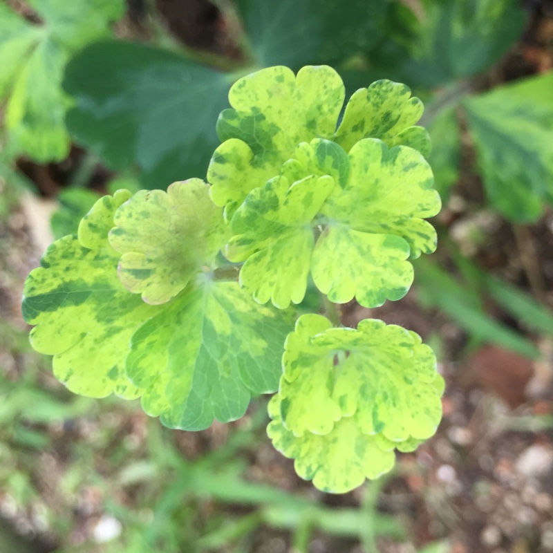 Leprechaun Gold Columbine in the GardenTags plant encyclopedia