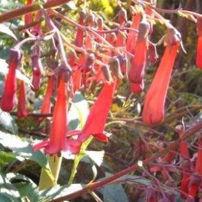 Cape Fuchsia Red Alert in the GardenTags plant encyclopedia