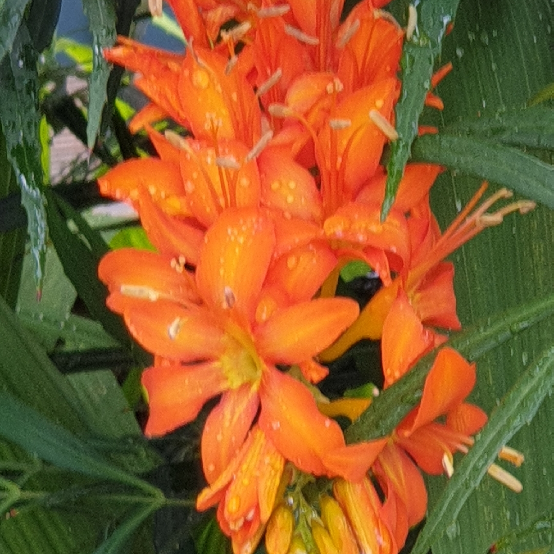 Montbretia (Species) Giant Montbretia in the GardenTags plant encyclopedia