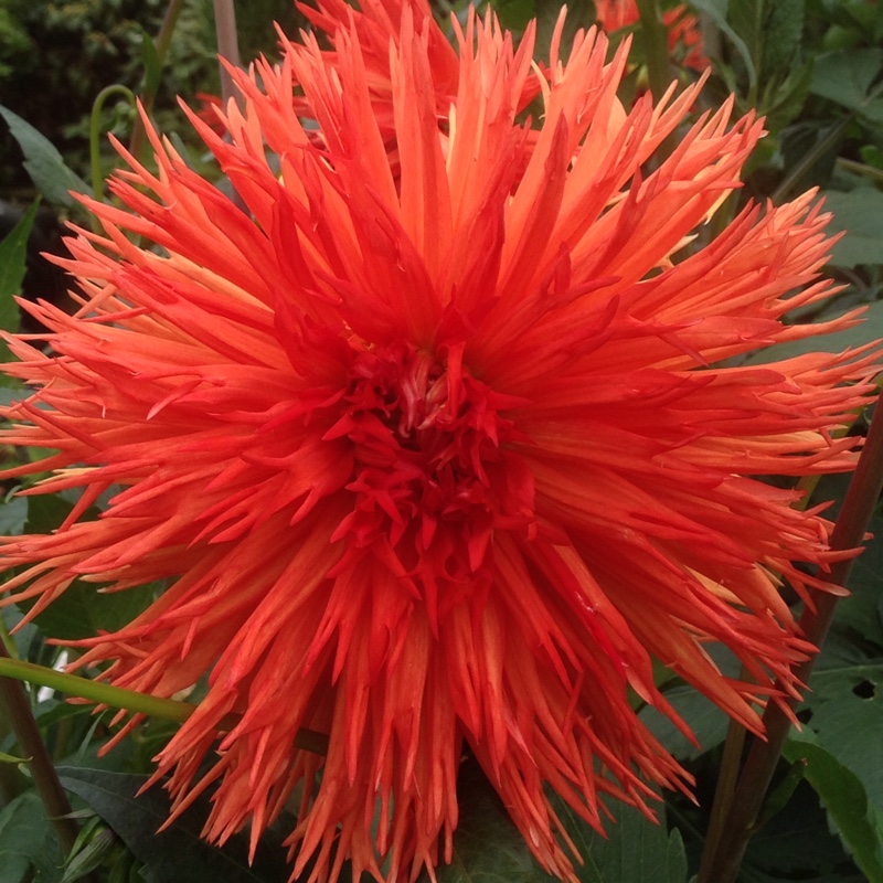 Dahlia Mels Orange Marmalade (Fimbriated) in the GardenTags plant encyclopedia