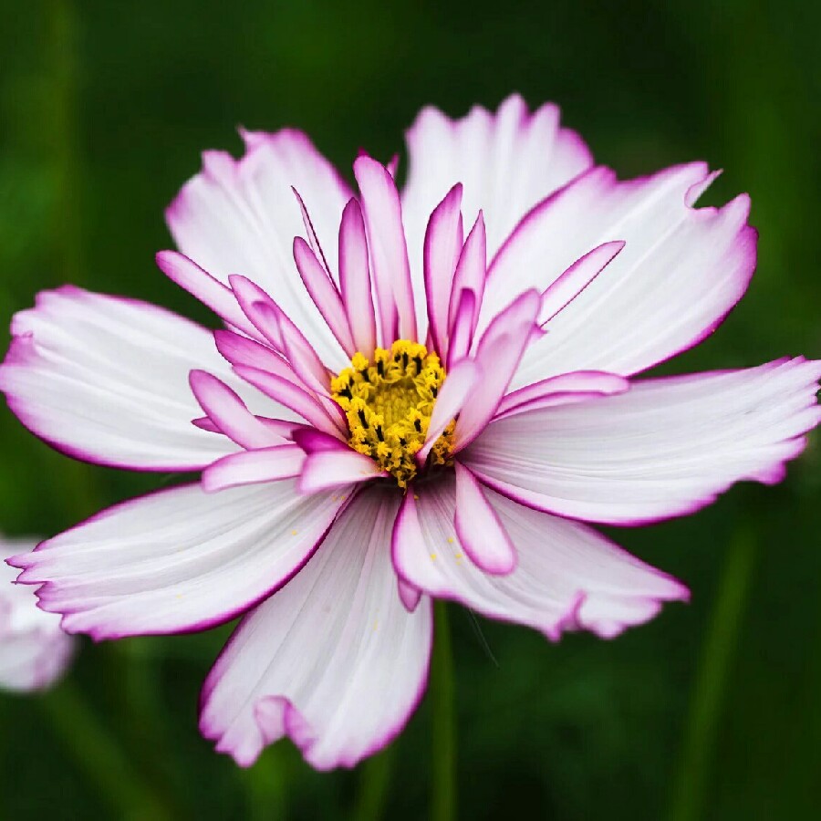 Cosmea Sweet Sixteen in the GardenTags plant encyclopedia