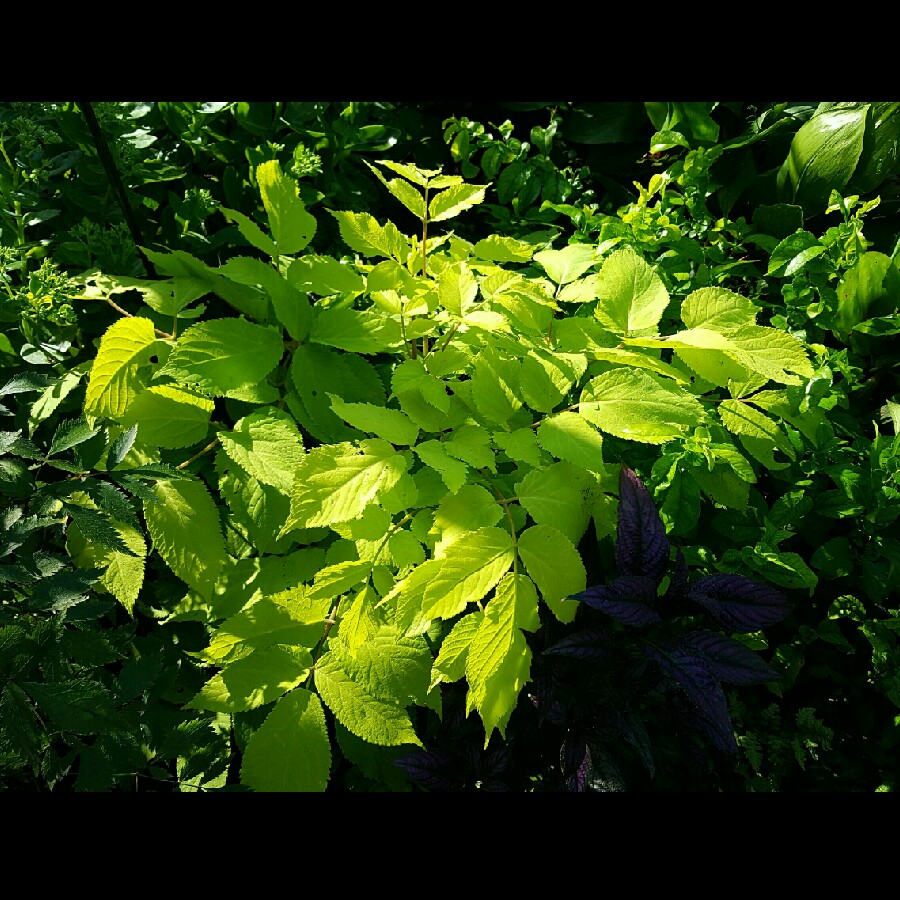 Aralia Sun King in the GardenTags plant encyclopedia