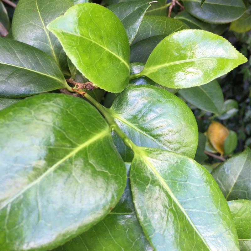 Camellia ETR Carlyon in the GardenTags plant encyclopedia