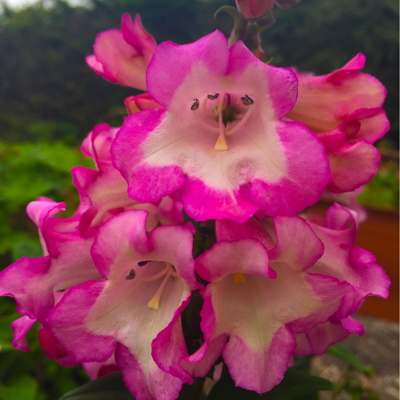 Beardtongue Phoenix Rose in the GardenTags plant encyclopedia