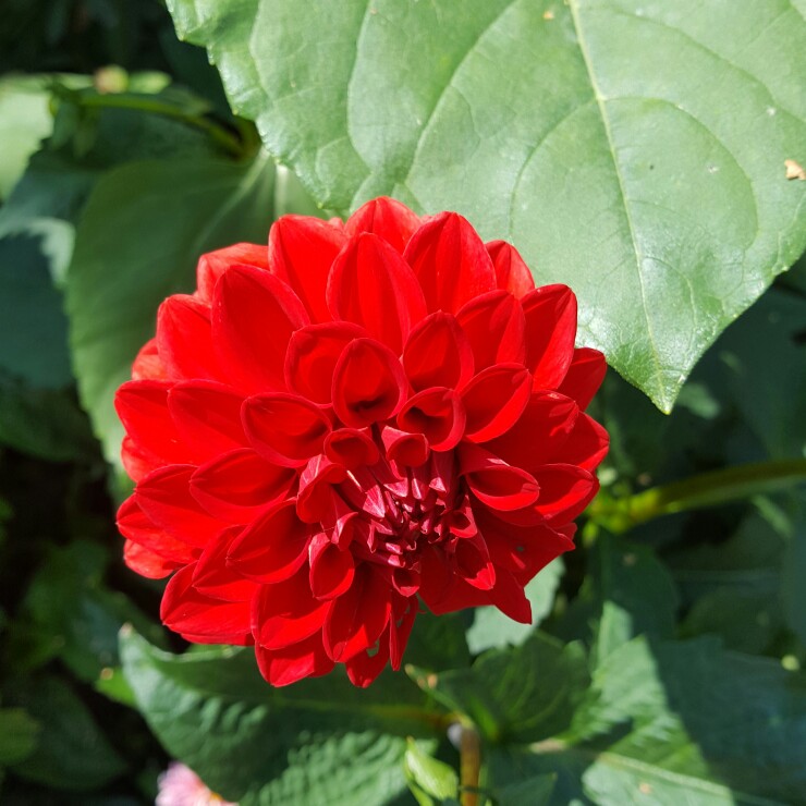 Dahlia Glow in the GardenTags plant encyclopedia