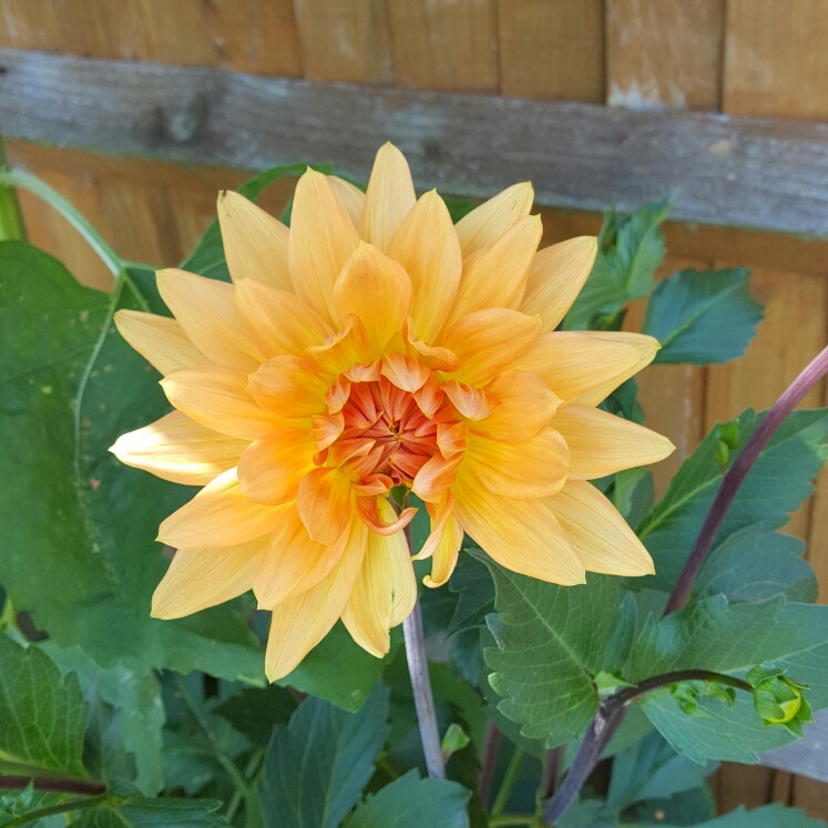 Dahlia Noordwijks Glorie in the GardenTags plant encyclopedia