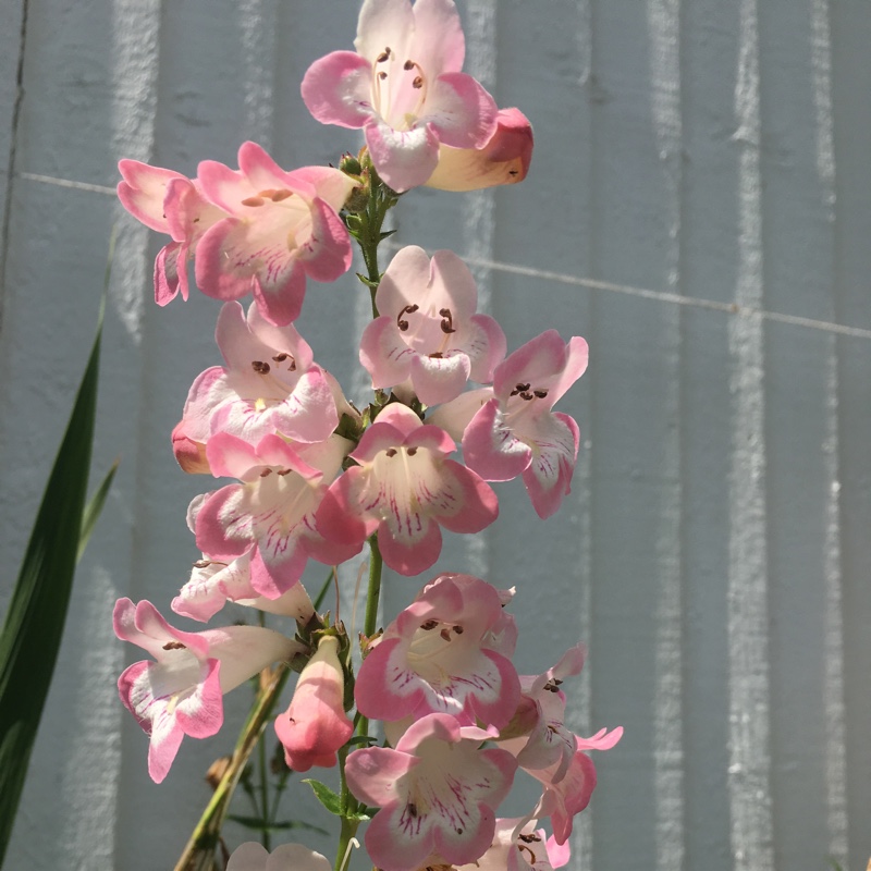 Beardtongue Osprey in the GardenTags plant encyclopedia