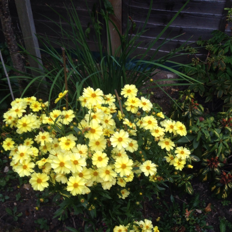 Threadleaf Coreopsis  Moonbeam in the GardenTags plant encyclopedia