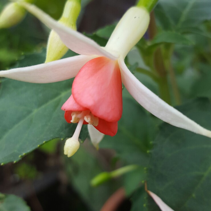 Fuchsia Jennifer Anne in the GardenTags plant encyclopedia