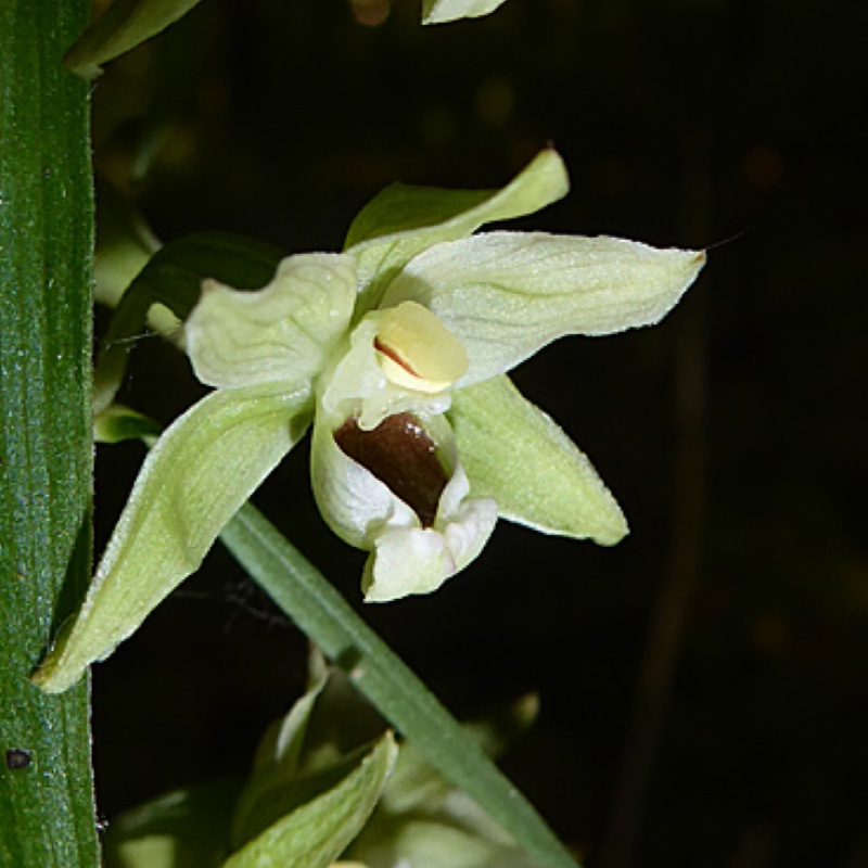 Broad-leaved Helleborine in the GardenTags plant encyclopedia