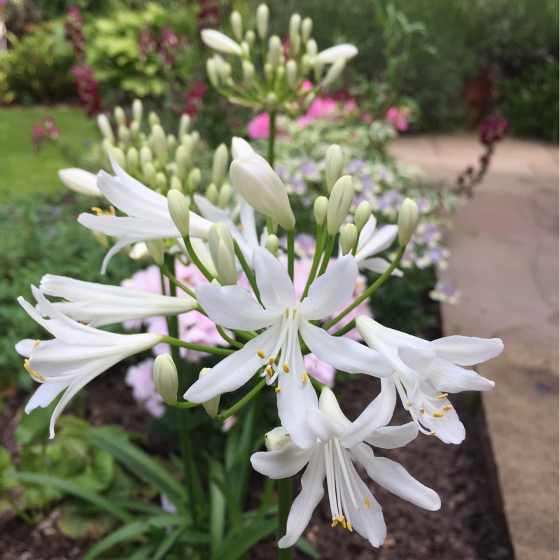 African Lily Snow Pixie in the GardenTags plant encyclopedia