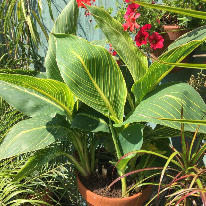 Canna Tropicanna Gold in the GardenTags plant encyclopedia