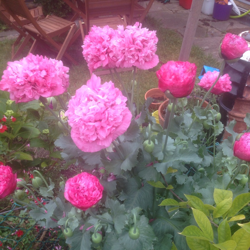 Peony Poppy Prom Puff in the GardenTags plant encyclopedia