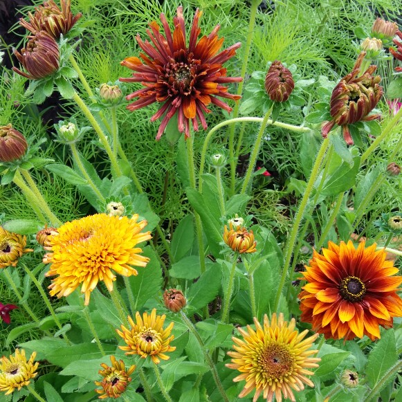 Coneflower Cherokee Sunset in the GardenTags plant encyclopedia