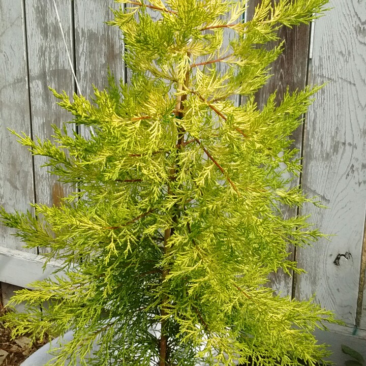 Monterey Cypress Golden Pillar in the GardenTags plant encyclopedia