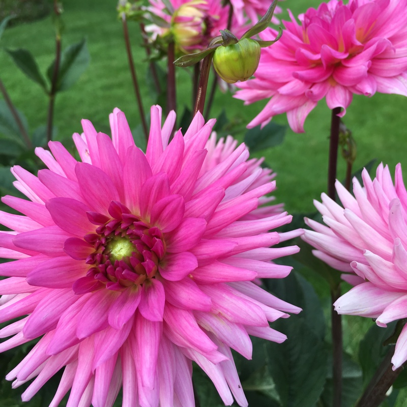 Dahlia Pipers Pink in the GardenTags plant encyclopedia