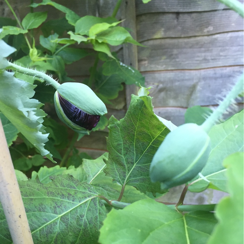 Poppy Black Peony in the GardenTags plant encyclopedia