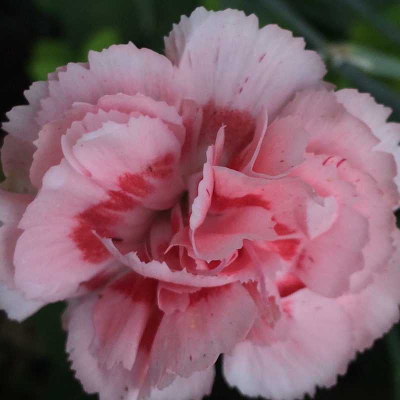 Pink Doris in the GardenTags plant encyclopedia