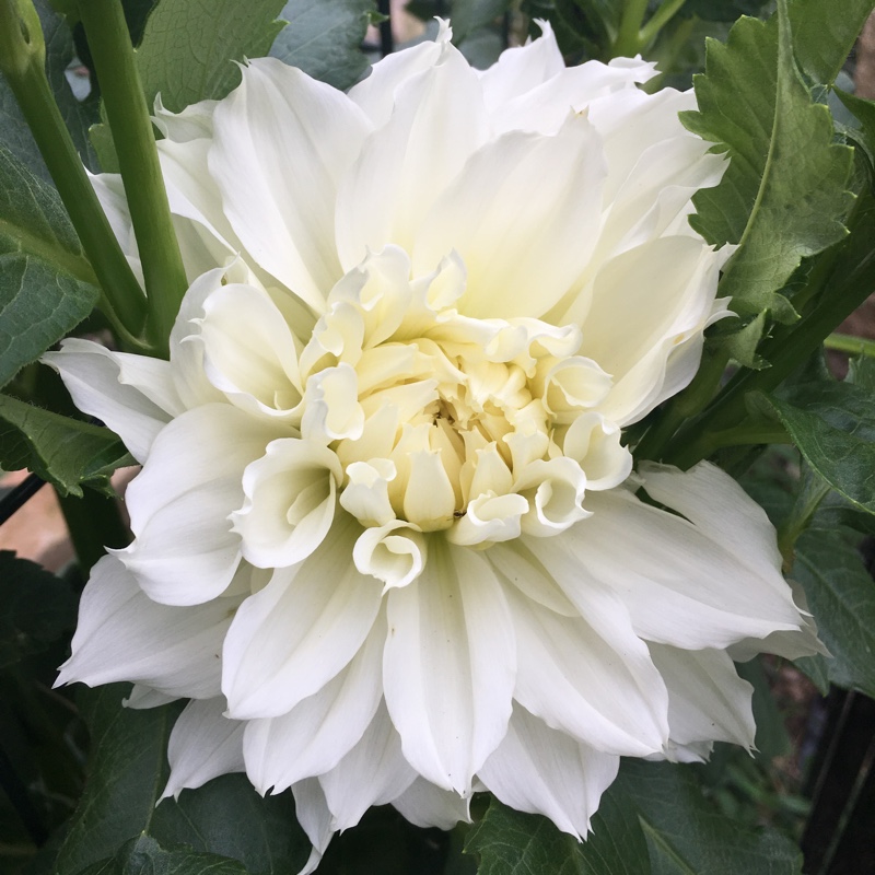 Dahlia Fleurel (Fimbriated) in the GardenTags plant encyclopedia