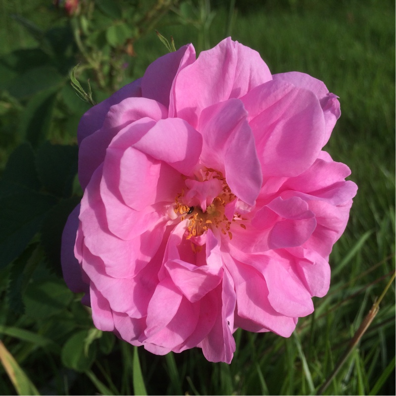 Rose (Species) Autumn Damask Rose in the GardenTags plant encyclopedia