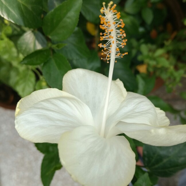 Hibiscus Dainty White in the GardenTags plant encyclopedia