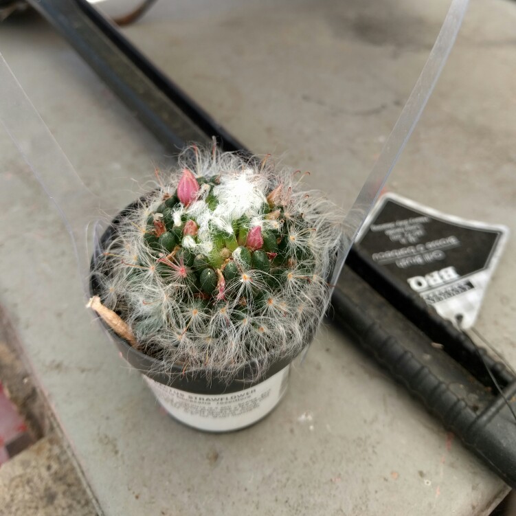 Powder Puff Cactus Roseiflora in the GardenTags plant encyclopedia