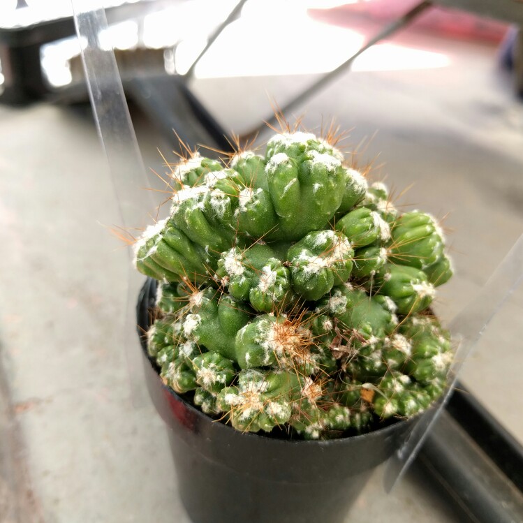 Cereus repandus Petra in the GardenTags plant encyclopedia