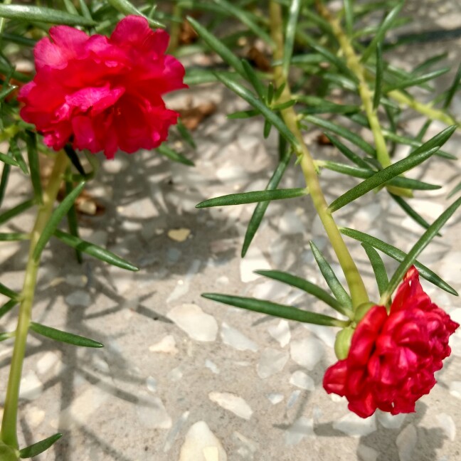 Red Portulaca in the GardenTags plant encyclopedia