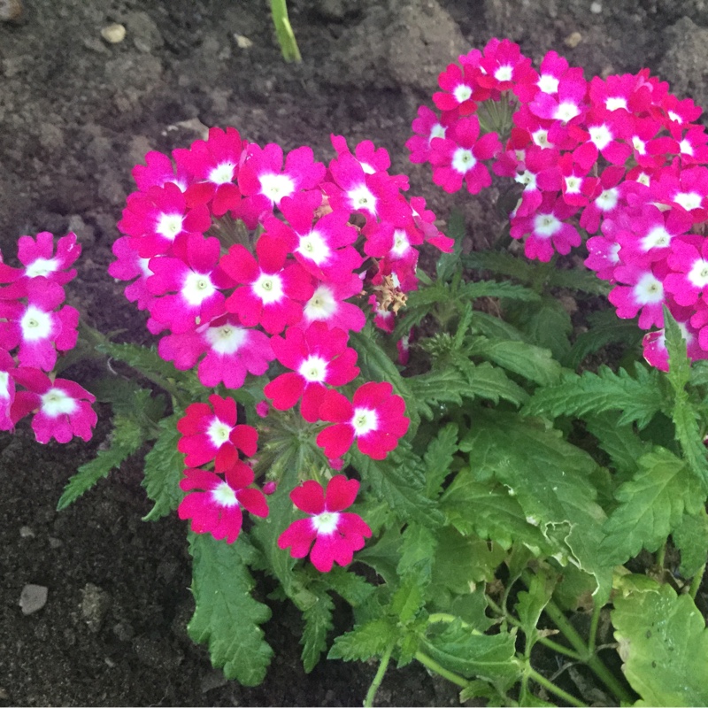 Verbena Empress Flair Cherry Charm in the GardenTags plant encyclopedia