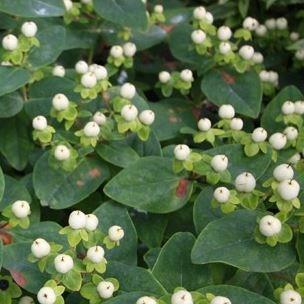 St Johns Wort Magical White in the GardenTags plant encyclopedia