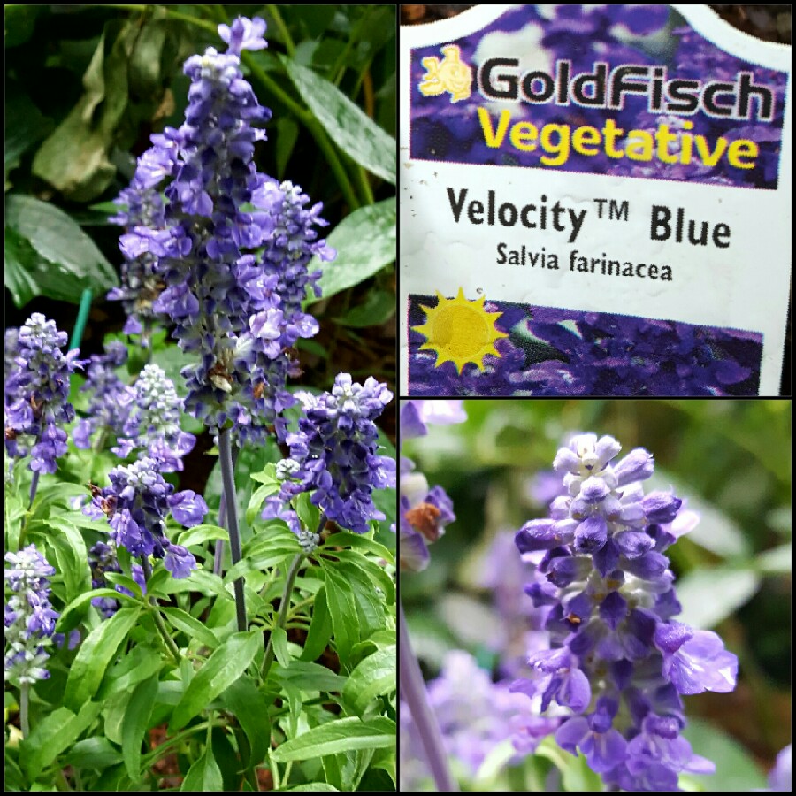 Salvia Velocity Blue in the GardenTags plant encyclopedia