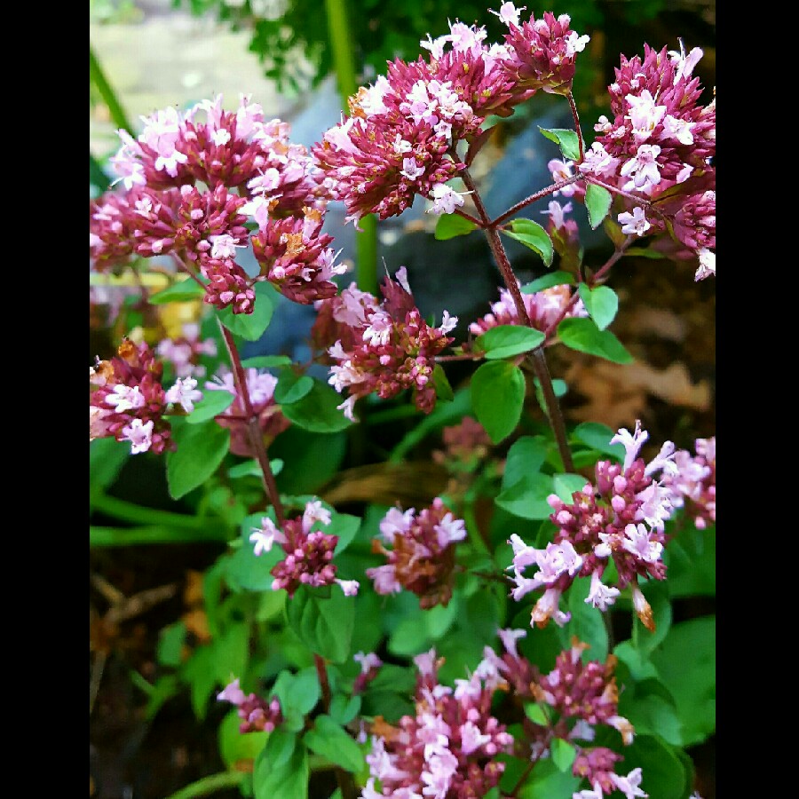 Oregano Rosenkuppel in the GardenTags plant encyclopedia