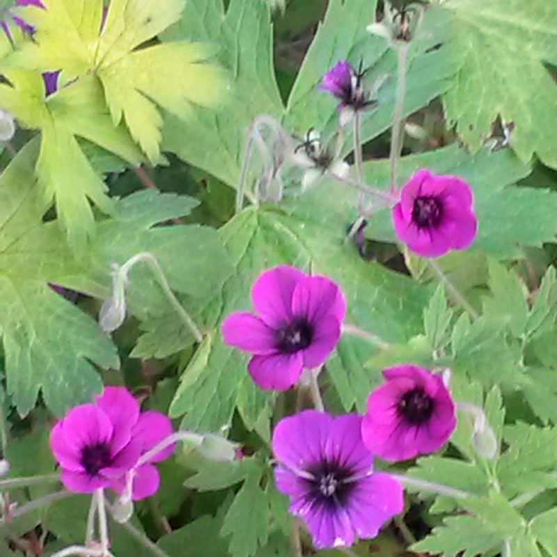 Geranium Ann Folkard in the GardenTags plant encyclopedia