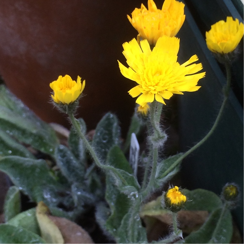 Shaggy Hawkweed in the GardenTags plant encyclopedia