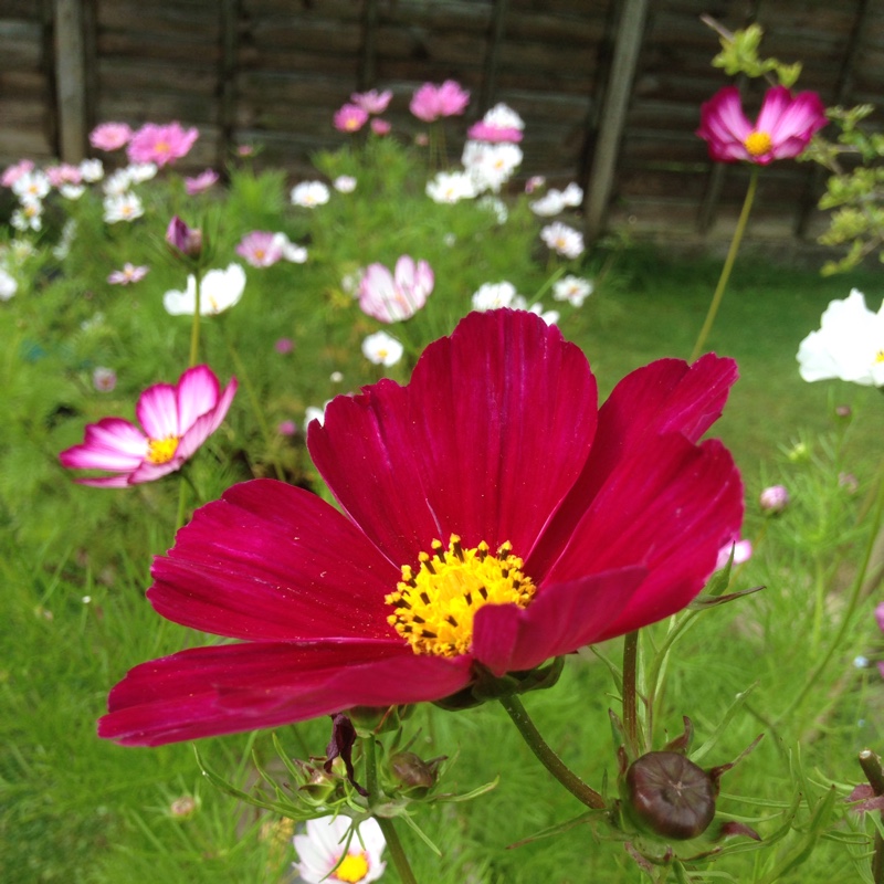 Cosmea Dazzler in the GardenTags plant encyclopedia