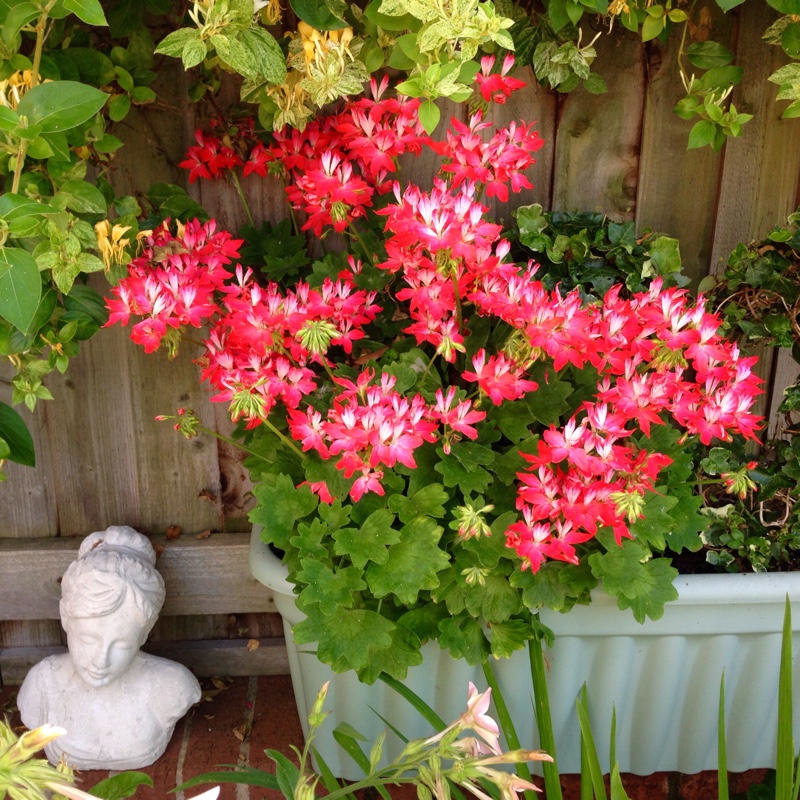 Pelargonium Fireworks Red-White (Zonal) in the GardenTags plant encyclopedia