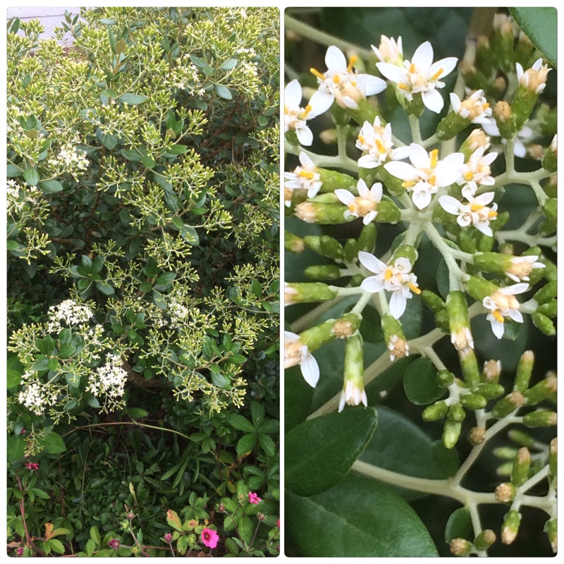 Daisy bush in the GardenTags plant encyclopedia