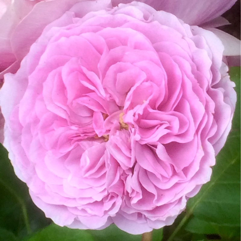 Floribunda Rose Lavender Ice in the GardenTags plant encyclopedia